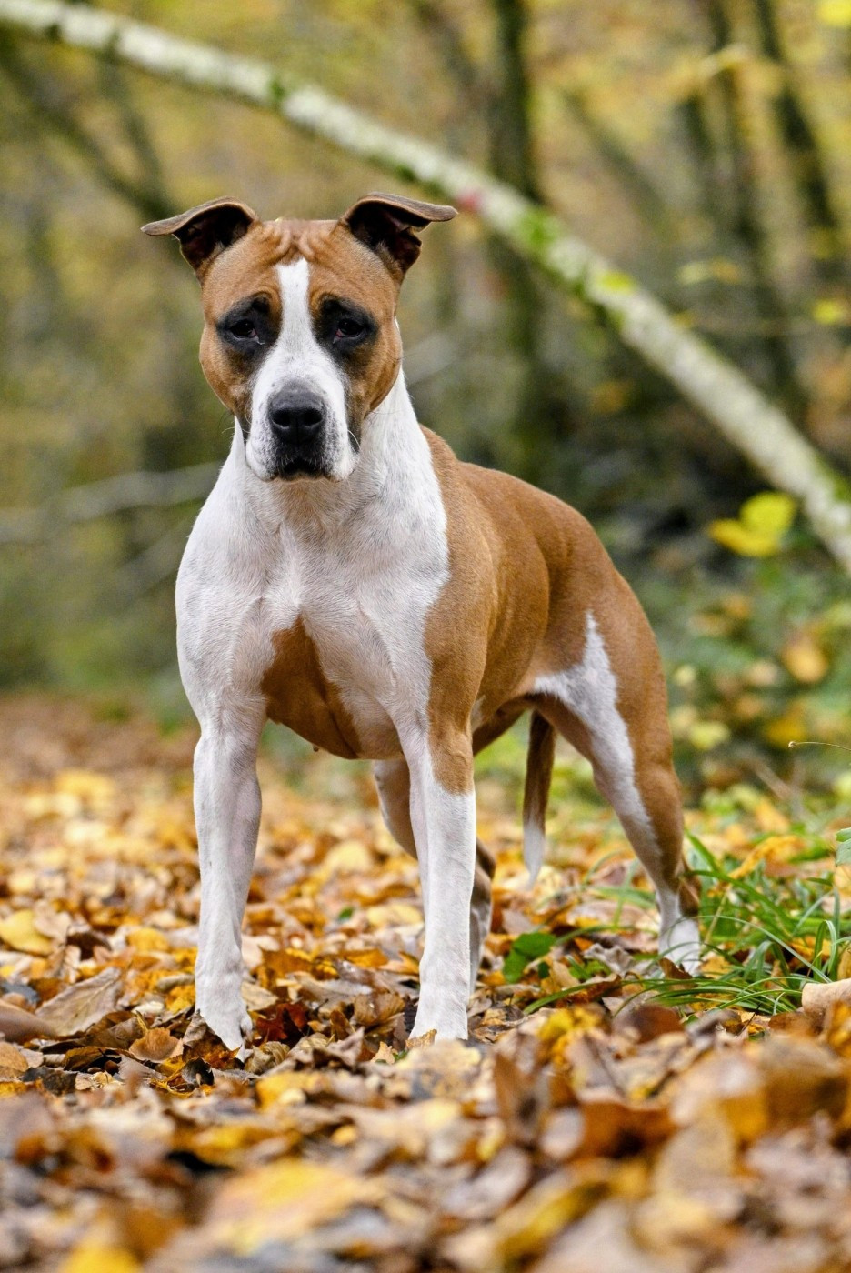 Sweety red lady Revenge Of The Gladiator's