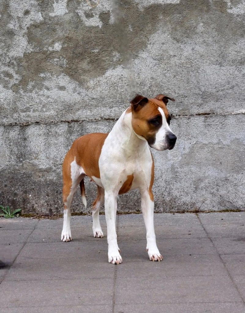 Sweety red lady Revenge Of The Gladiator's