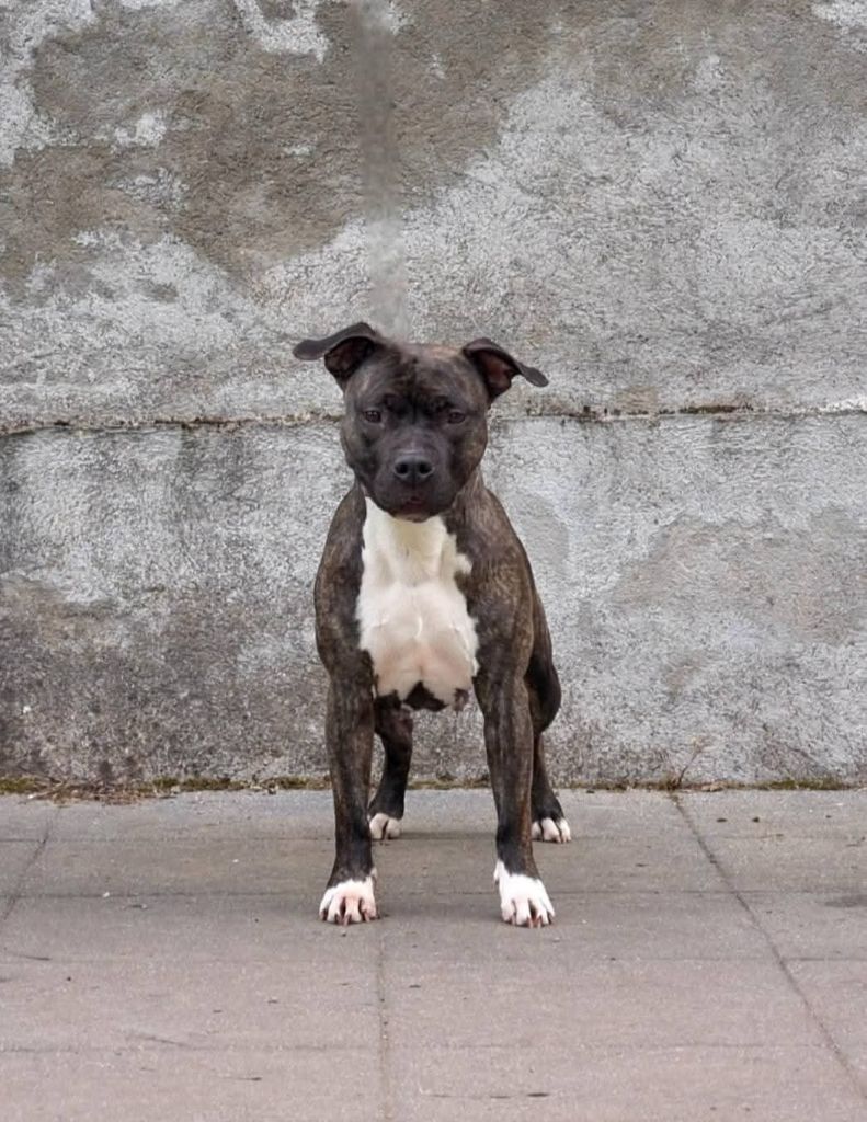 Ravenqueen tks lobotownwilly Dei Gladiatori D'oro