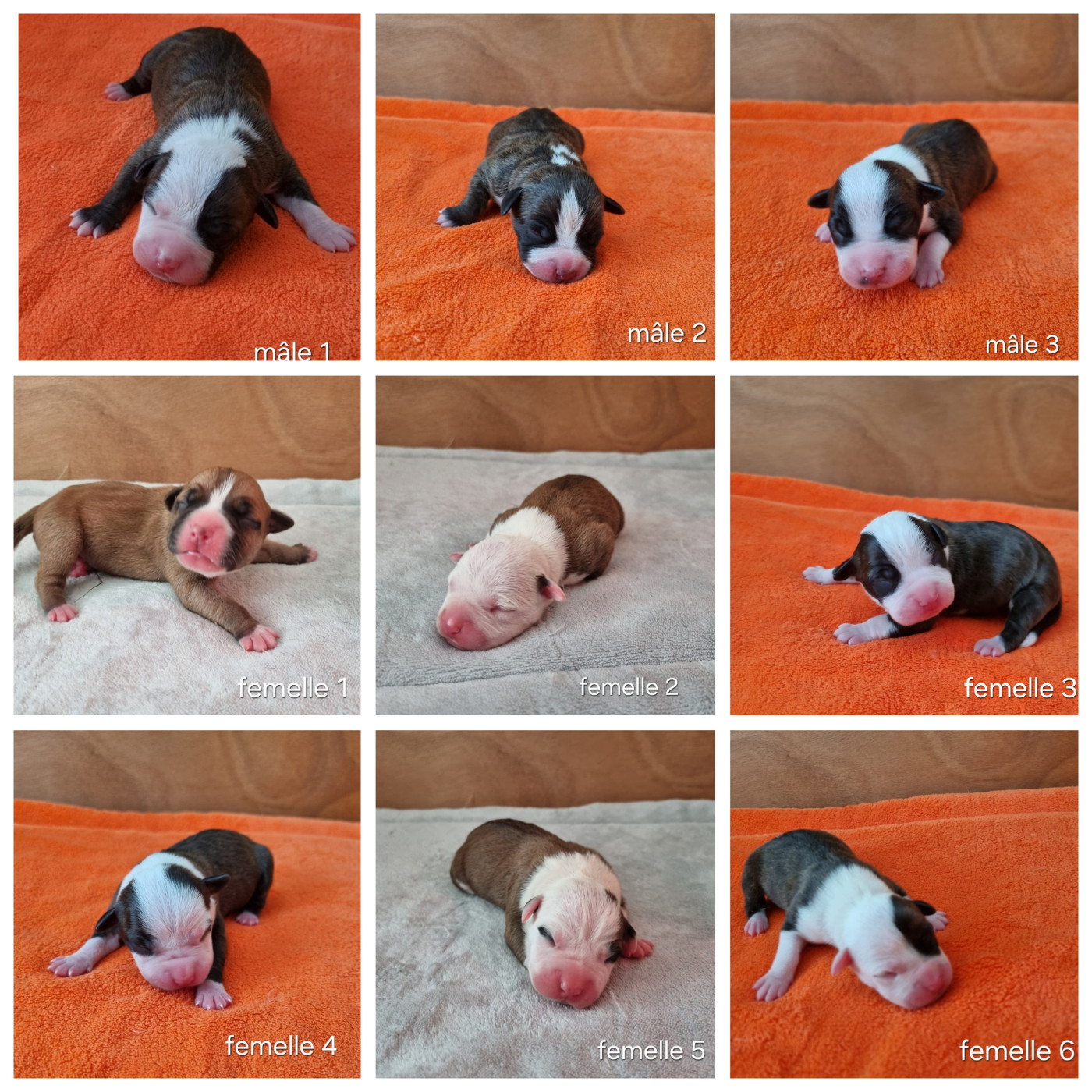 Les chiots sont nés !!!