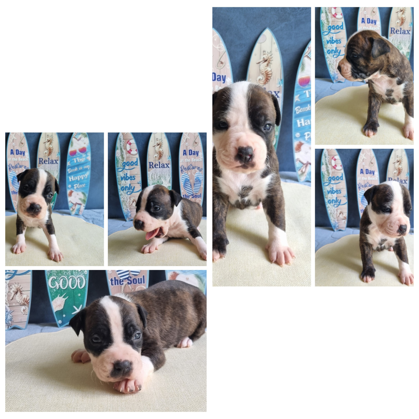 Nos 2 petits mâles encore disponibles