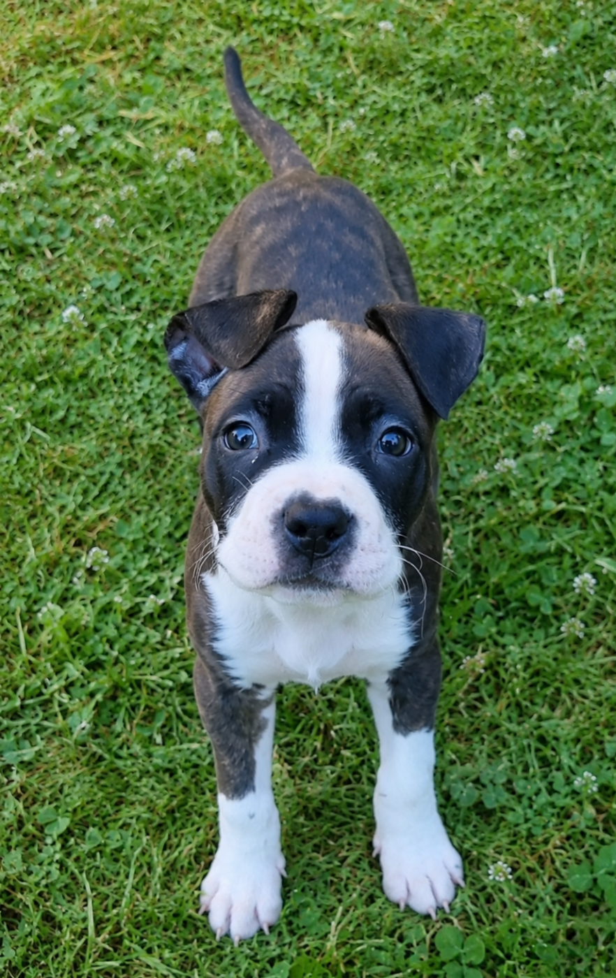 Notre dernier petit mâle disponible