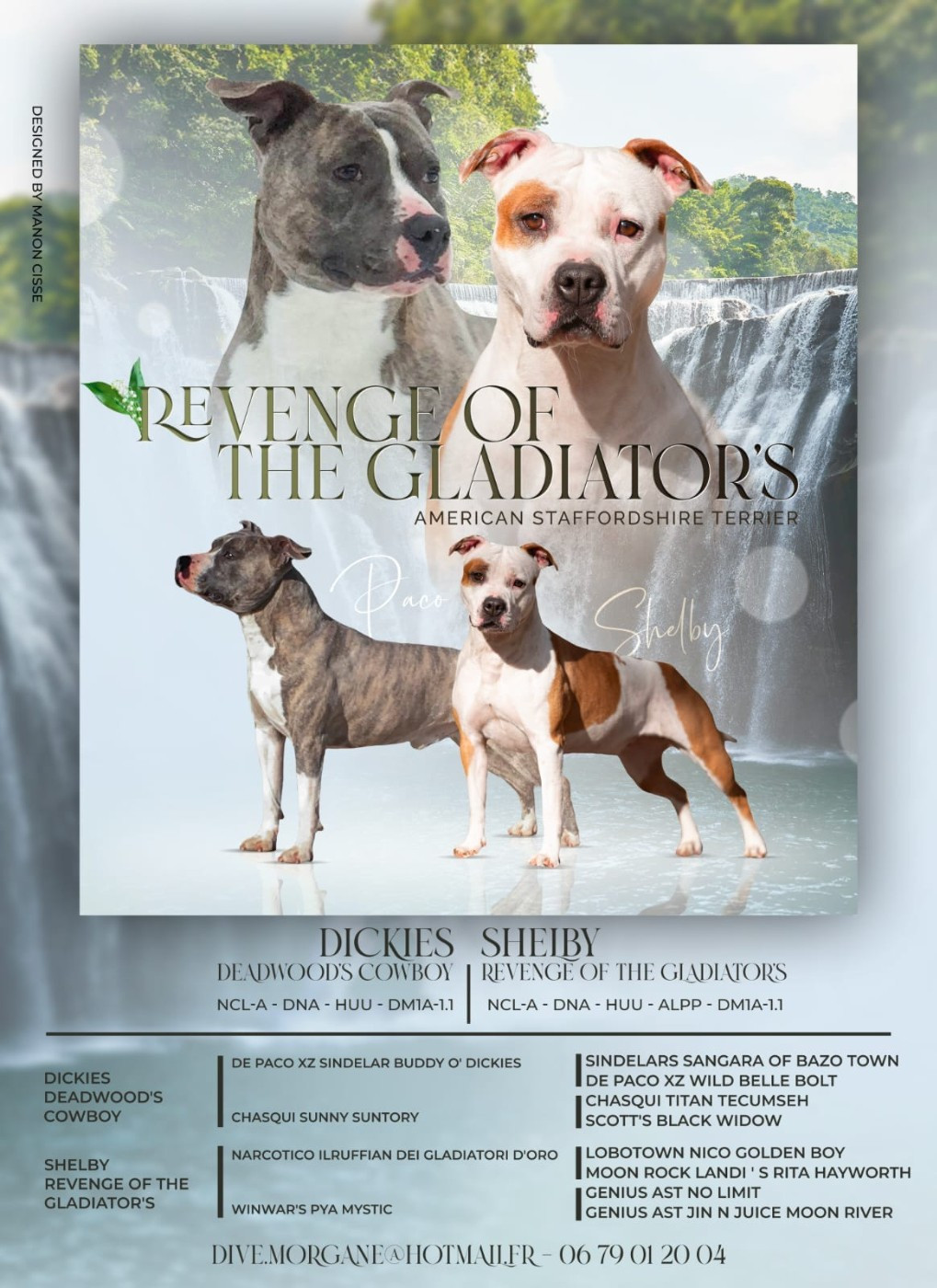 Revenge Of The Gladiator's - American Staffordshire Terrier - Portée née le 26/04/2024