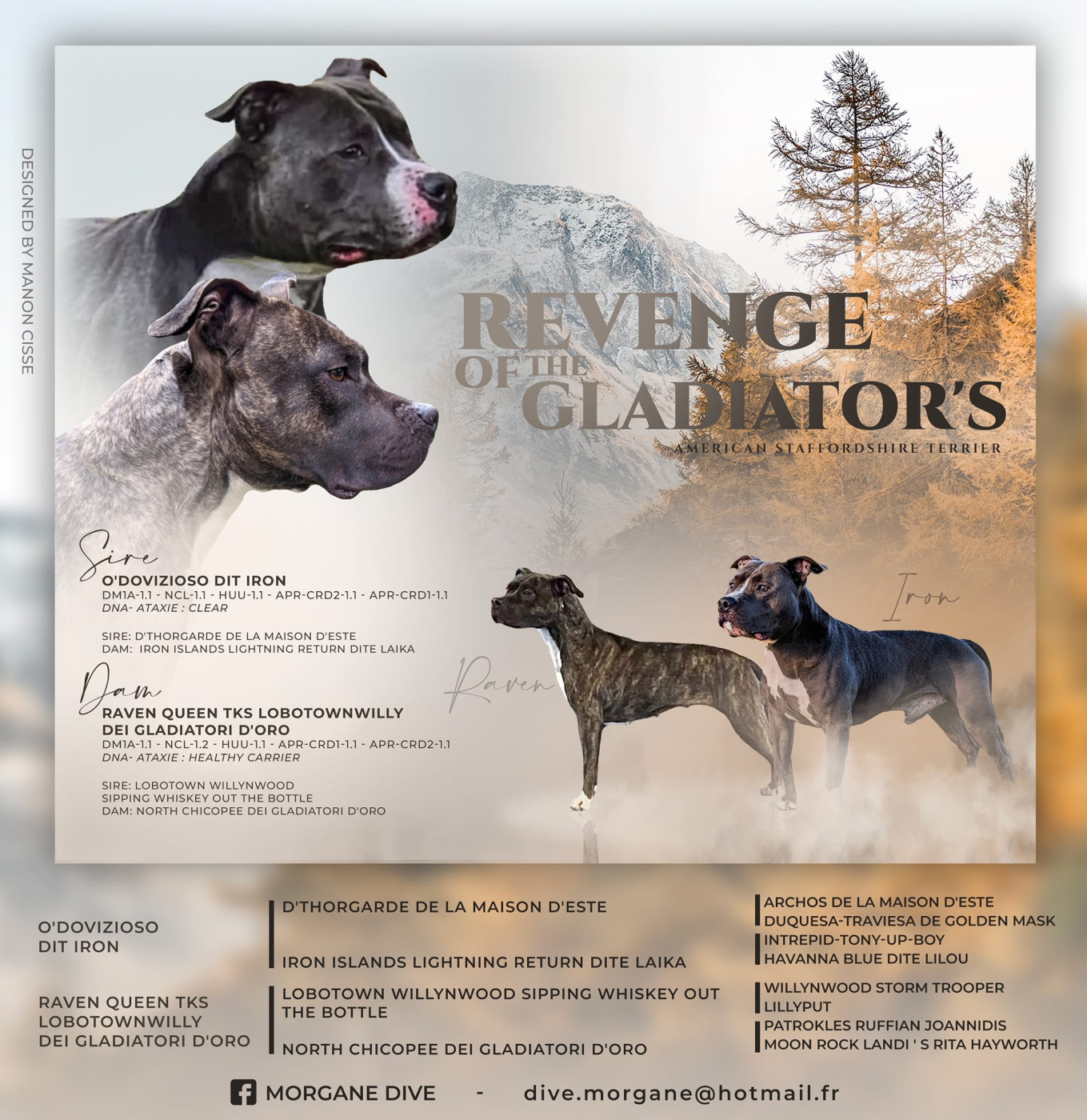 Revenge Of The Gladiator's - American Staffordshire Terrier - Portée née le 31/10/2023