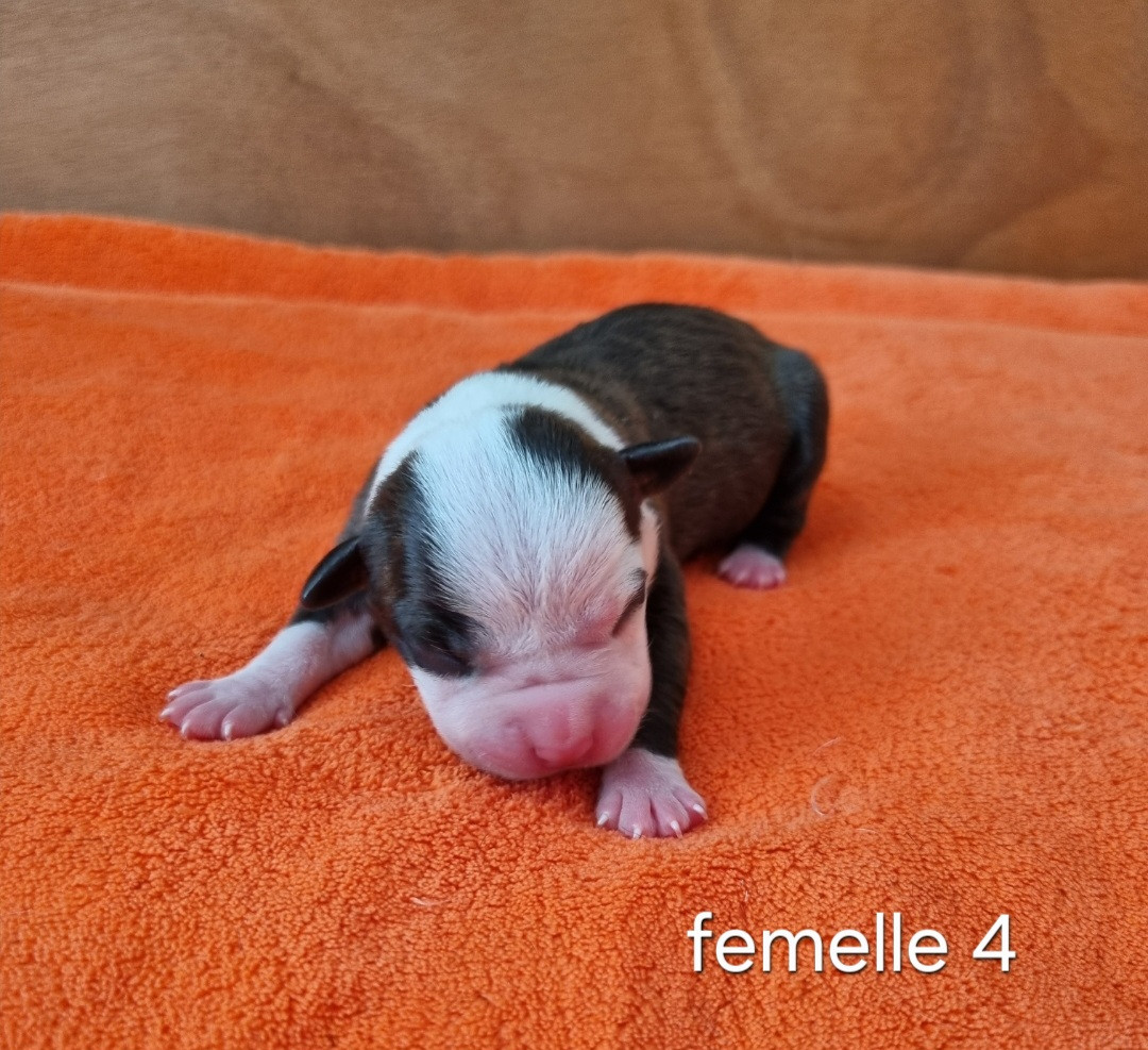 Revenge Of The Gladiator's - Chiots disponibles - American Staffordshire Terrier