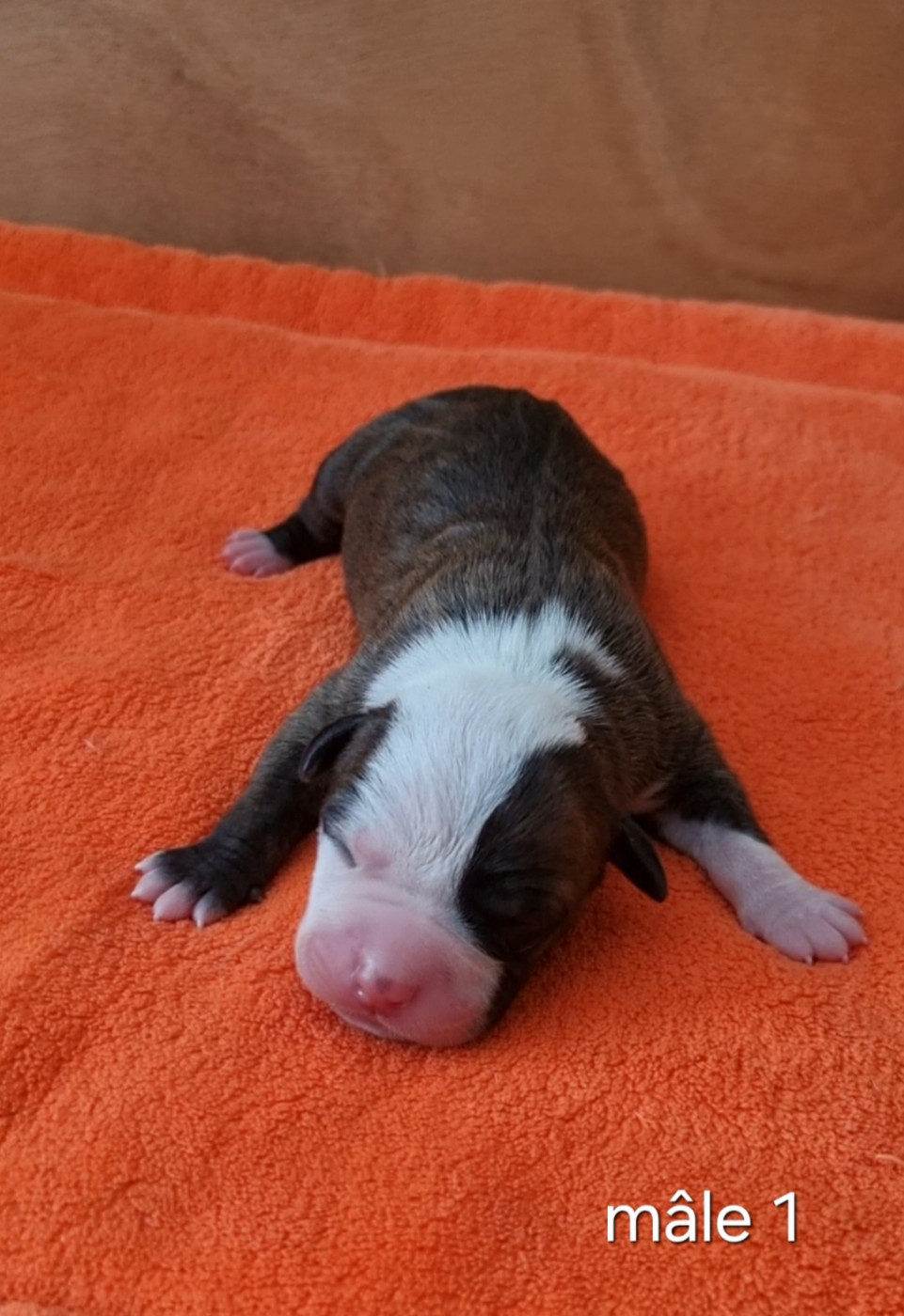 Revenge Of The Gladiator's - Chiots disponibles - American Staffordshire Terrier