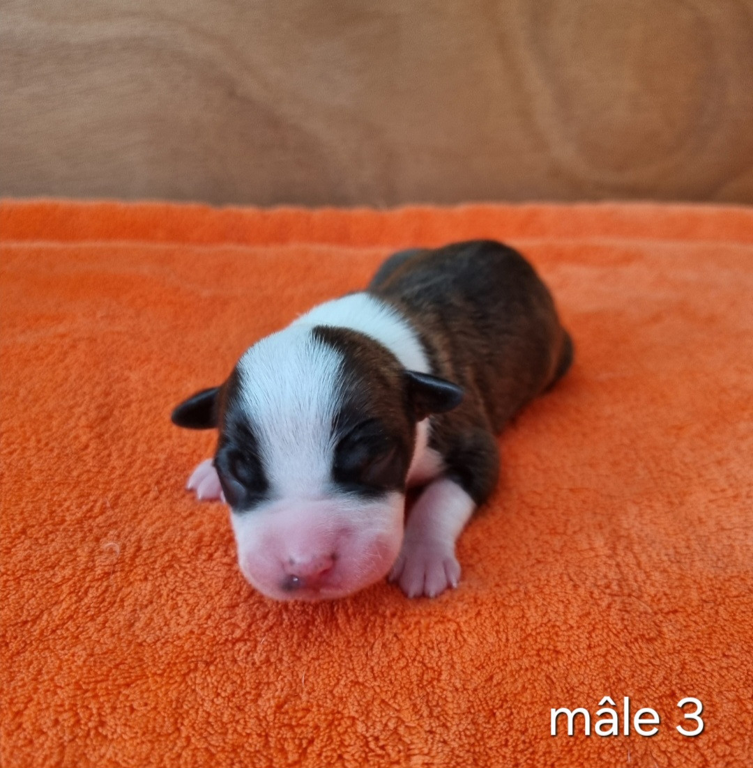 Revenge Of The Gladiator's - Chiots disponibles - American Staffordshire Terrier