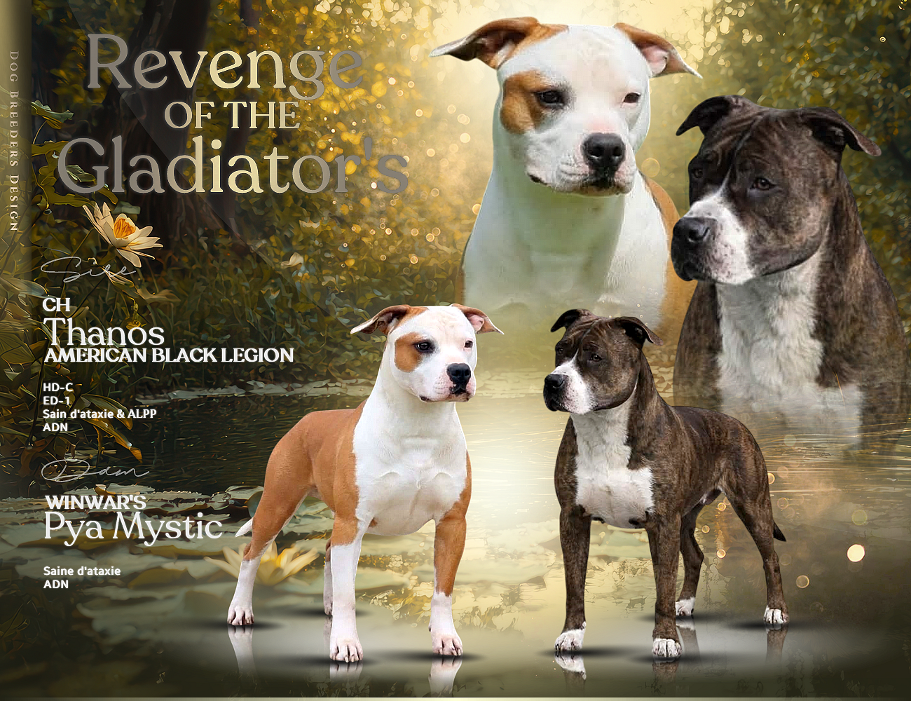 Chiot American Staffordshire Terrier Revenge Of The Gladiator's