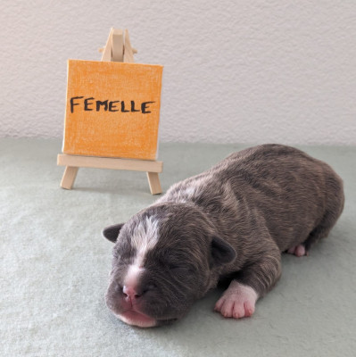 Viva Lima Revenge Of The Gladiator's