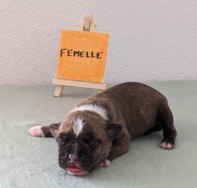 Vegas Revenge Of The Gladiator's