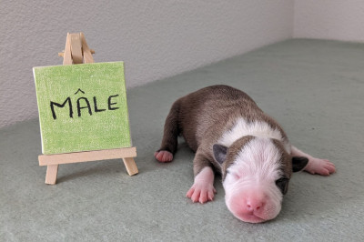 Vai Capone Revenge Of The Gladiator's