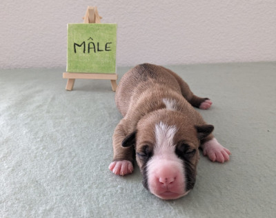 Vasko Revenge Of The Gladiator's