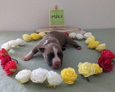 Volcan Iron Revenge Of The Gladiator's