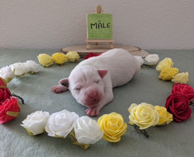 Viking Revenge Of The Gladiator's