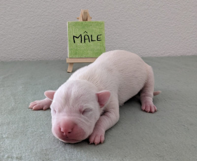 Venom Revenge Of The Gladiator's