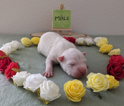 Vodka Revenge Of The Gladiator's