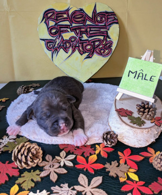 Unik'o Little Blue Revenge Of The Gladiator's