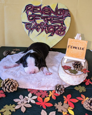 Ushka White Mask Revenge Of The Gladiator's