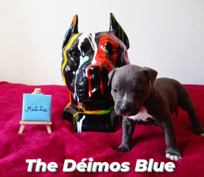 The Deimos Blue Revenge Of The Gladiator's