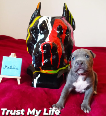 Trust My Life Revenge Of The Gladiator's