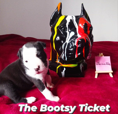 The Bootsy Ticket Revenge Of The Gladiator's