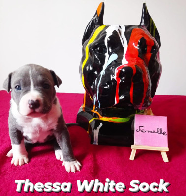 Thessa White Sock Revenge Of The Gladiator's