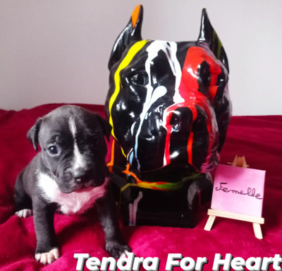 Tendra For Heart Revenge Of The Gladiator's