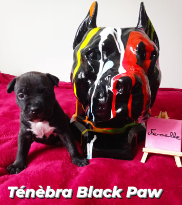 Tenebra Black Paw Revenge Of The Gladiator's