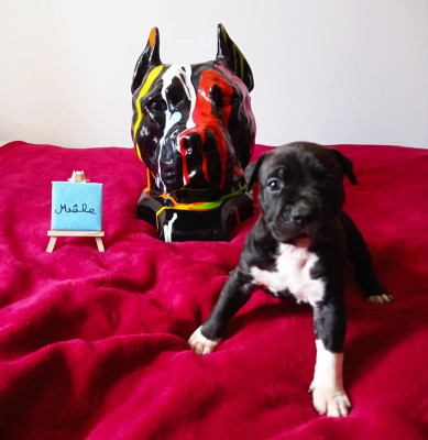 Toretto Black Magic Revenge Of The Gladiator's