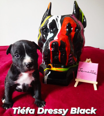 Tiefa Dressy Black Revenge Of The Gladiator's