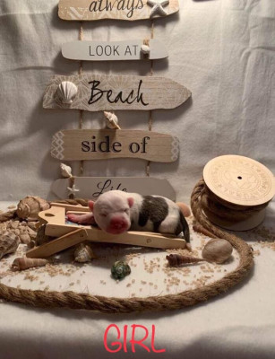 Skady Revenge Of The Gladiator's