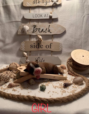 Sangara Red Rock Revenge Of The Gladiator's