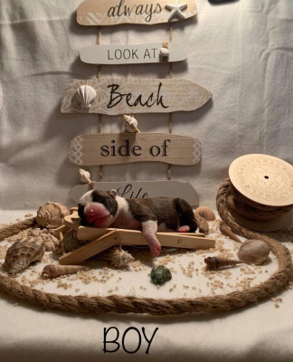 Sanka Revenge Of The Gladiator's