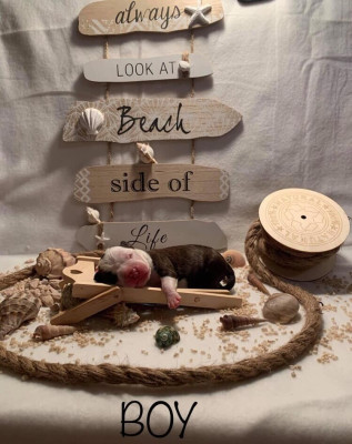 Sparo Revenge Of The Gladiator's