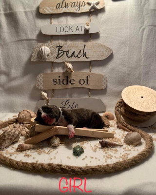 Saona Revenge Of The Gladiator's