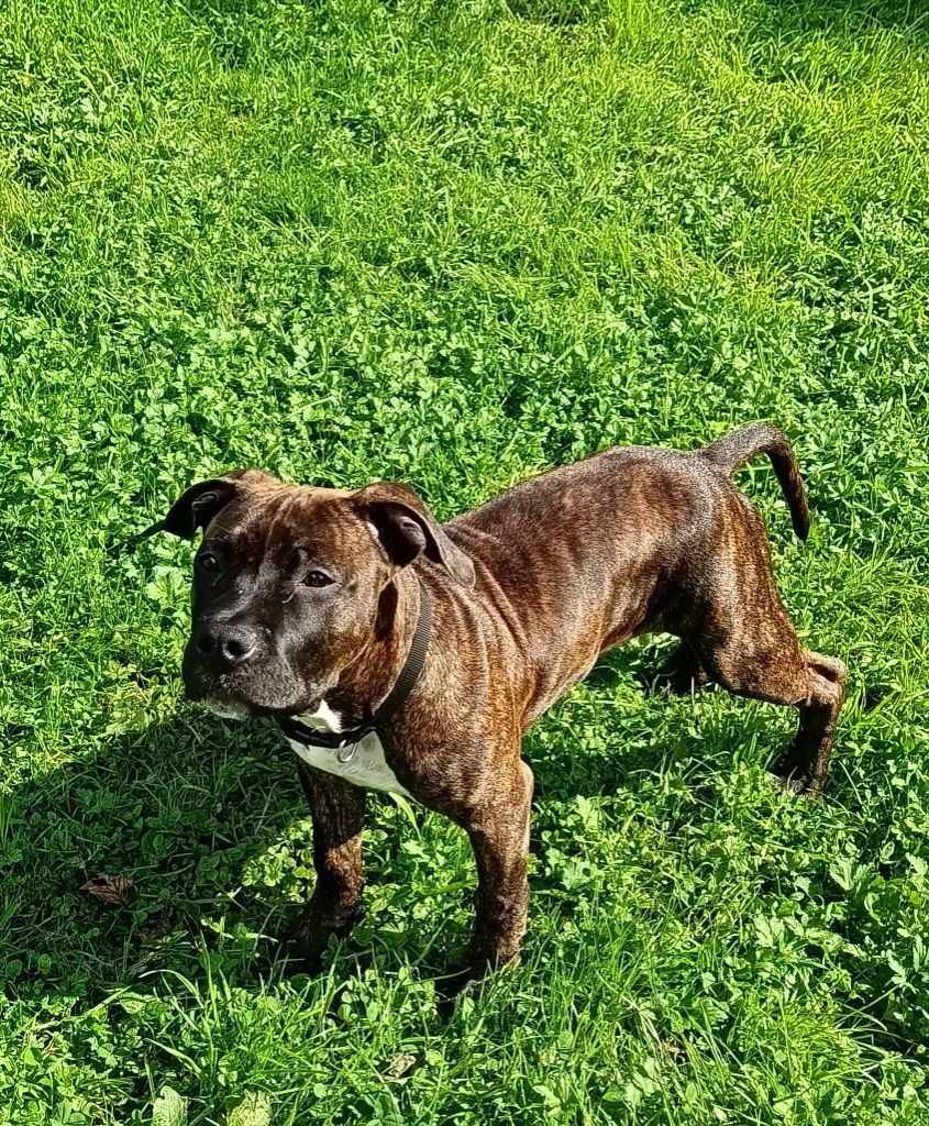 Revenge Of The Gladiator's - Chiots disponibles - American Staffordshire Terrier