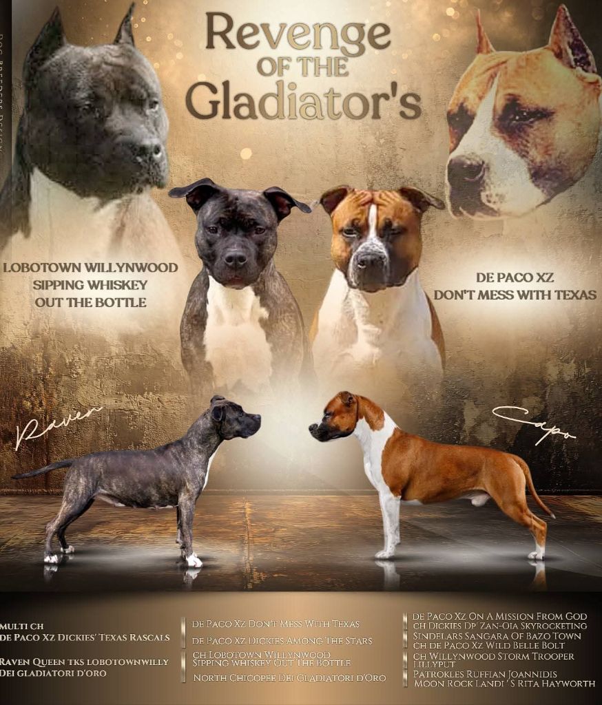 Chiot American Staffordshire Terrier Revenge Of The Gladiator's
